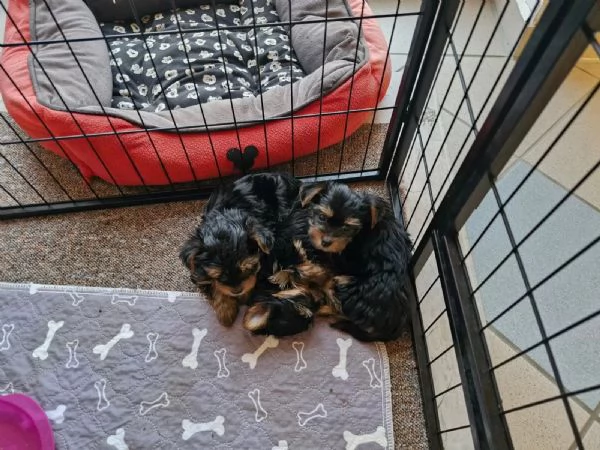 Disponibile eccellente cucciolata di Yorkshire toy