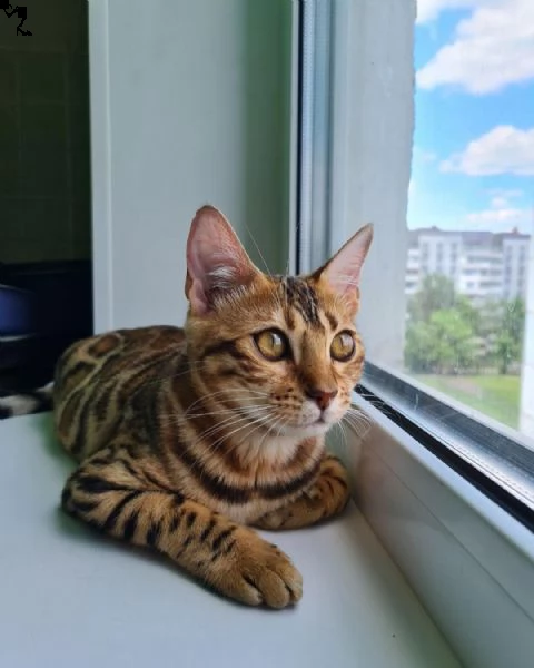 gattina bengala femmina in attesa di adozione | Foto 2