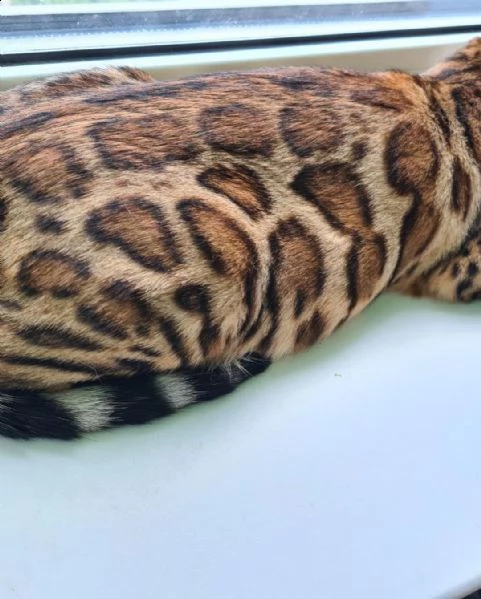 gattina bengala femmina in attesa di adozione | Foto 1