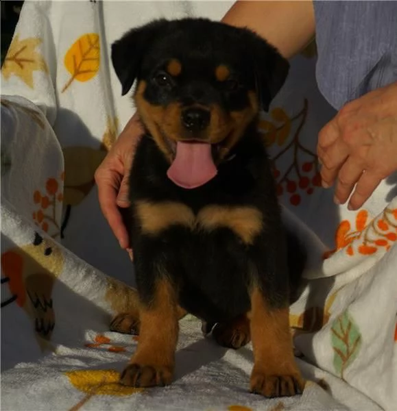 regalo cuccioli rottweiler whatsapp ( 0039 353 317 4023 ) | Foto 2