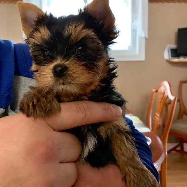  regalo cucciolo regalo yorkshire cuccioli meravigliosi  | Foto 3