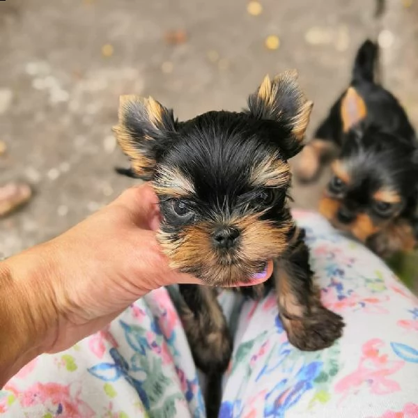  regalo cucciolo regalo yorkshire cuccioli meravigliosi  | Foto 2