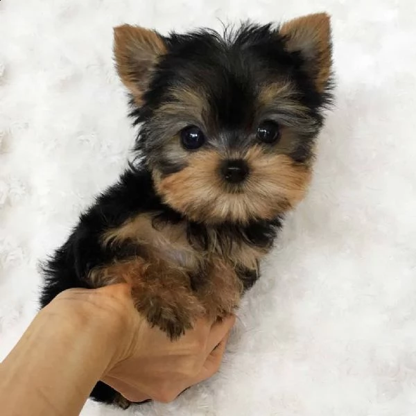  regalo cucciolo regalo yorkshire cuccioli meravigliosi  | Foto 1