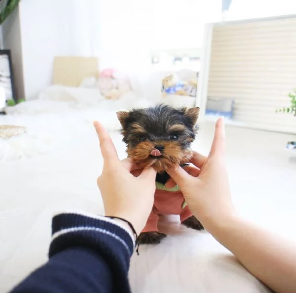  regalo cucciolo regalo yorkshire cuccioli meravigliosi  | Foto 0