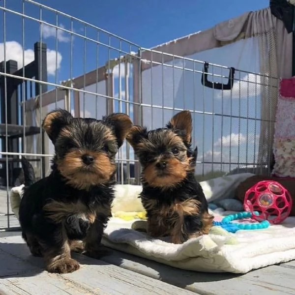  regalo cucciolo regalo yorkshire cuccioli meravigliosi 