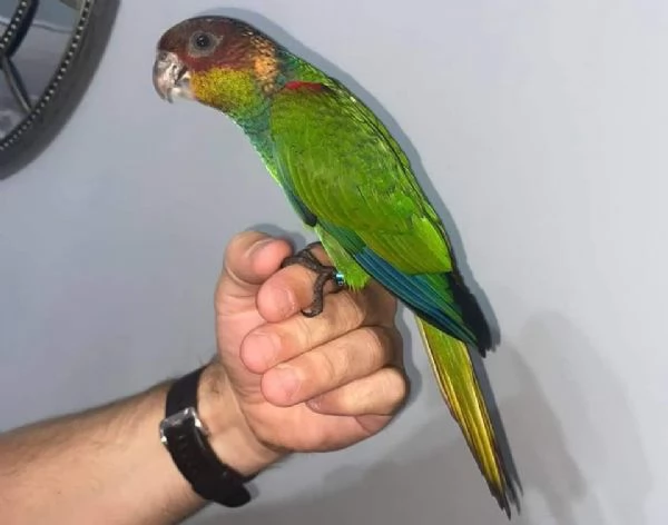 Conuro dal collo blu | Foto 2