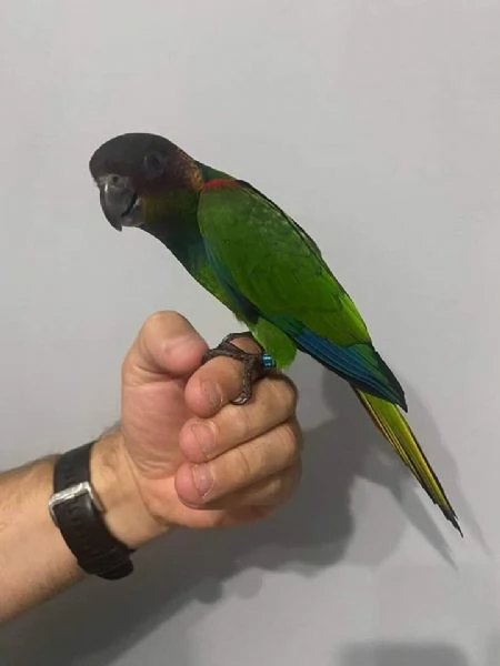 Conuro dal collo blu | Foto 1