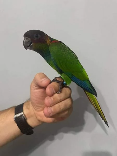 Conuro dal collo blu | Foto 0