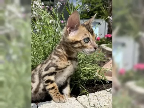 Gatti bengala | Foto 5