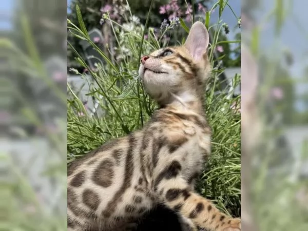 Gatti bengala | Foto 4