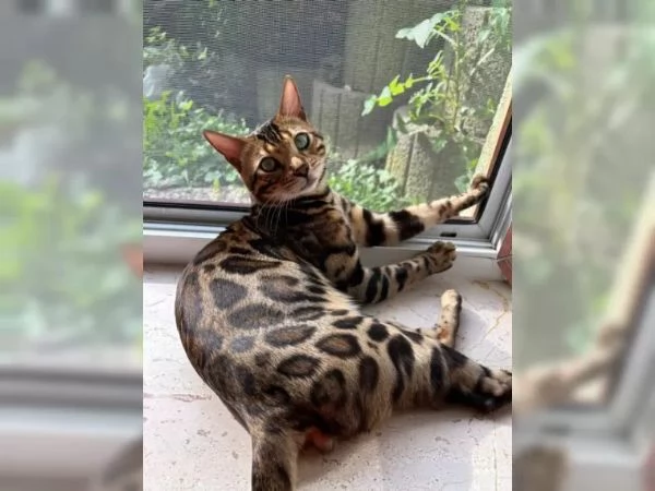 Gatti bengala | Foto 3