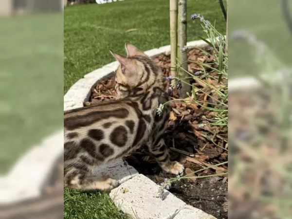 Gatti bengala | Foto 2