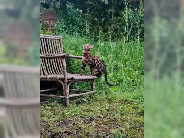 Gatti bengala | Foto 1