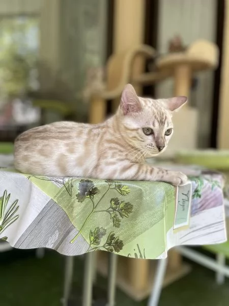 Adorabili gattini del Bengala | Foto 6