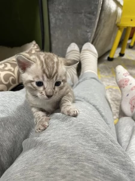 Adorabili gattini del Bengala | Foto 5