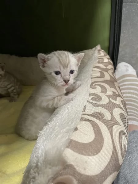 Adorabili gattini del Bengala | Foto 4