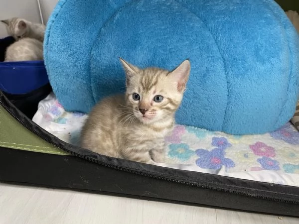 Adorabili gattini del Bengala | Foto 3