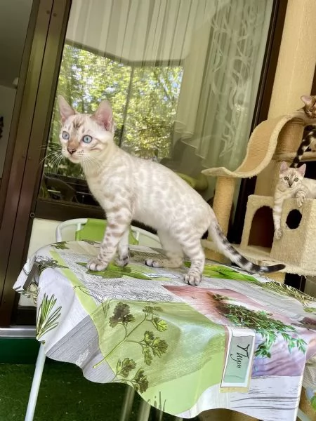 Adorabili gattini del Bengala