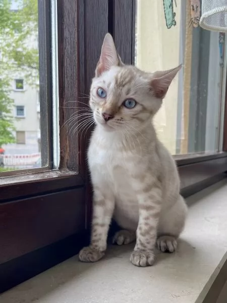 Adorabili gattini del Bengala | Foto 1