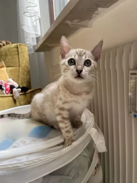 Adorabili gattini del Bengala | Foto 0