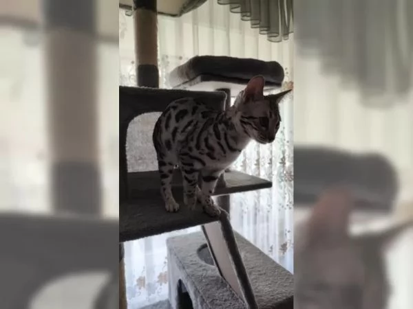 gattini bengala | Foto 6