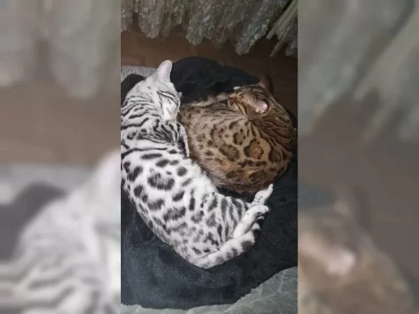 gattini bengala | Foto 3