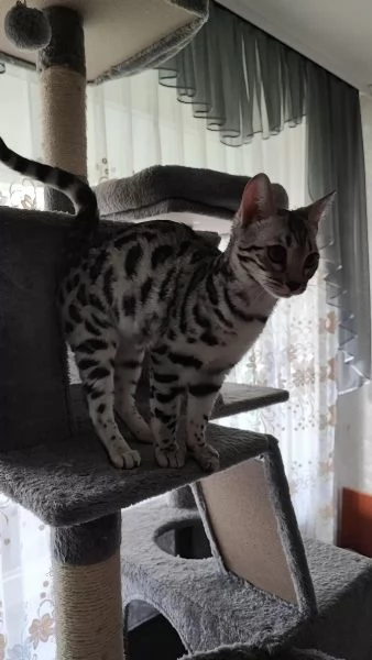 gattini bengala | Foto 1