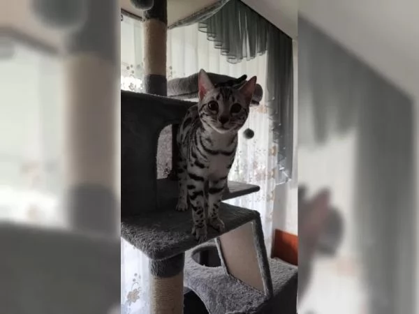 gattini bengala | Foto 0