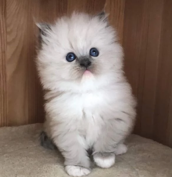 Gatti Ragdoll | Foto 6