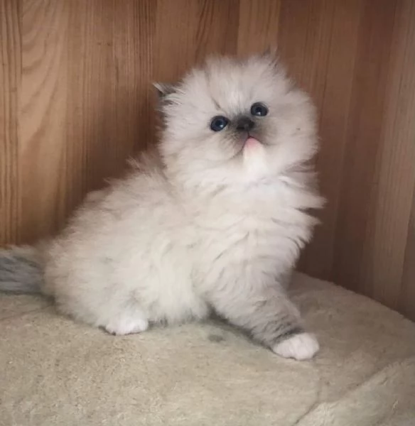 Gatti Ragdoll | Foto 5