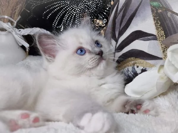 Gatti Ragdoll | Foto 4