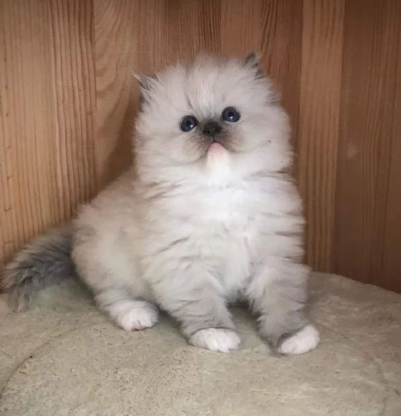 Gatti Ragdoll | Foto 3