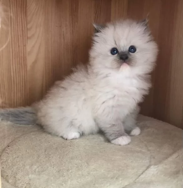 Gatti Ragdoll | Foto 2