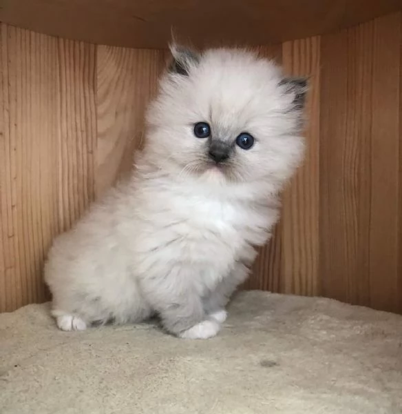 Gatti Ragdoll | Foto 1