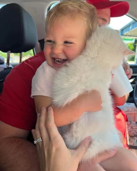 Gatti Ragdoll | Foto 0