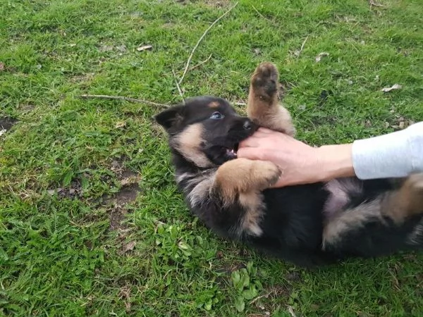 Cuccioli di pastore tedesco | Foto 4