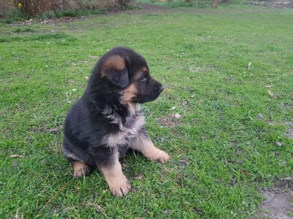 Cuccioli di pastore tedesco | Foto 3