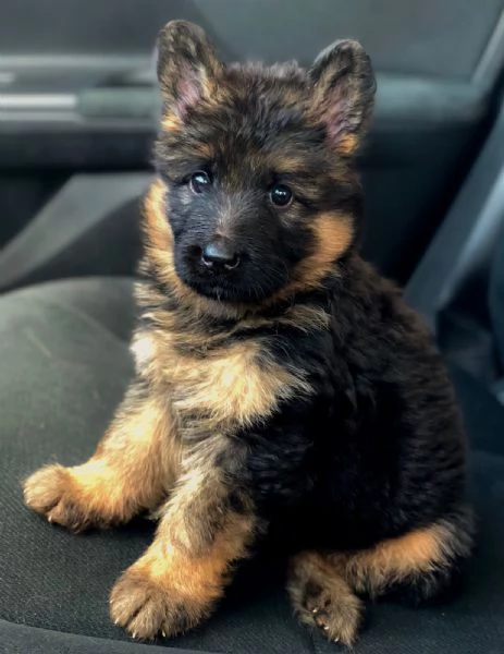 Cuccioli di pastore tedesco | Foto 2