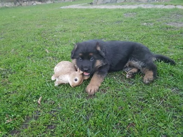 Cuccioli di pastore tedesco | Foto 1