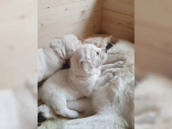 Golden Retriever | Foto 6