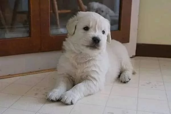 Golden Retriever | Foto 5