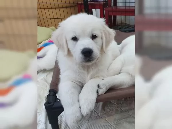 Golden Retriever | Foto 4