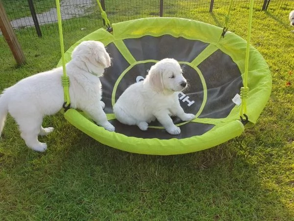 Golden Retriever | Foto 3