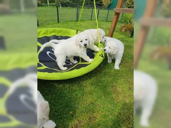 Golden Retriever | Foto 1