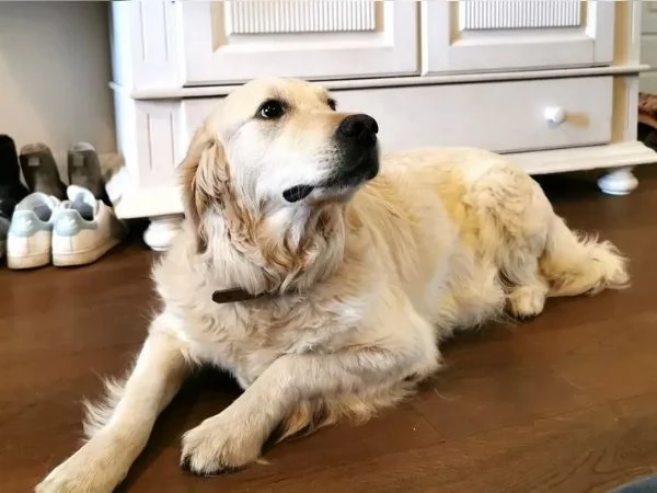 Golden Retriever | Foto 0
