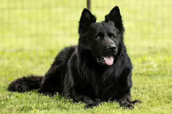 CUCCIOLI DI PASTORE TEDESCO NERO