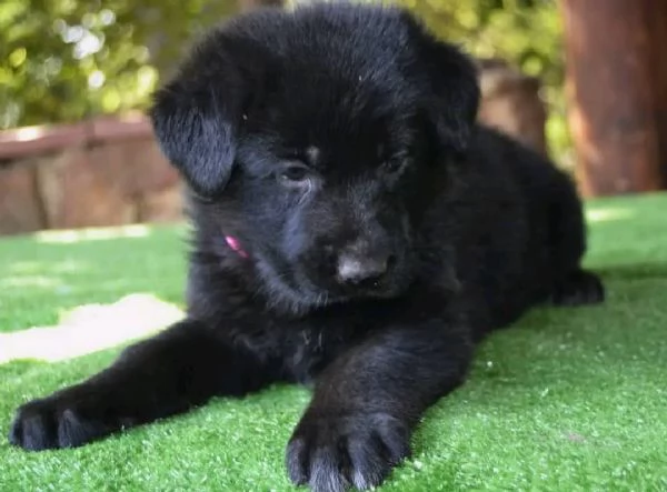 CUCCIOLI DI PASTORE TEDESCO NERO | Foto 6