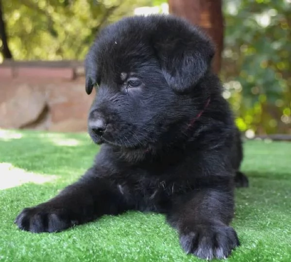 CUCCIOLI DI PASTORE TEDESCO NERO | Foto 5