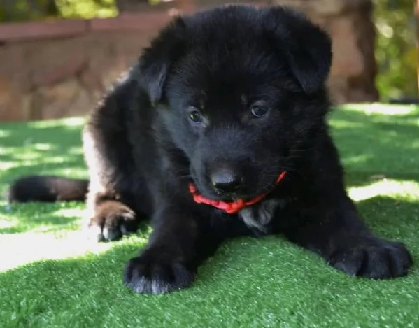 CUCCIOLI DI PASTORE TEDESCO NERO | Foto 4