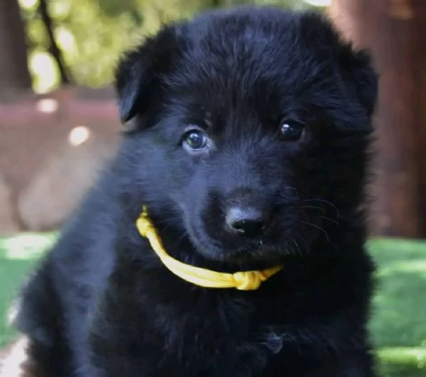 CUCCIOLI DI PASTORE TEDESCO NERO | Foto 3